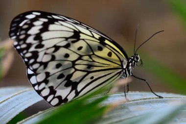 Malabar ağacı perisi (fikir malabaritesi)