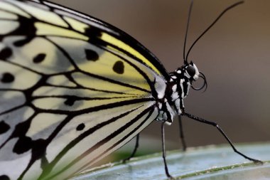 Malabar ağacı perisi (fikir malabaritesi)