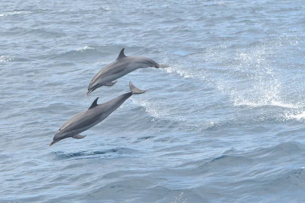 Observação de golfinhos — Fotografia de Stock