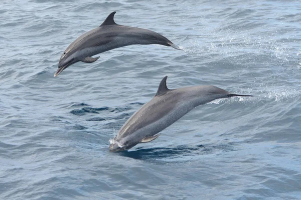 Observação de golfinhos — Fotografia de Stock