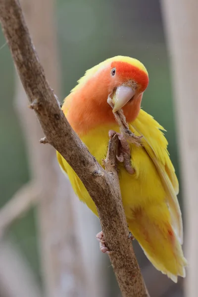 Lutino pêche visage amour oiseau (agapornis rosiecollis ) — Photo