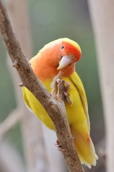 Lutino pêche visage amour oiseau (agapornis rosiecollis ) — Photo