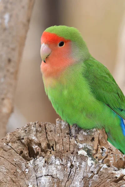 Рожеве обличчя любовного птаха (agapornis rosiecollis ) — стокове фото
