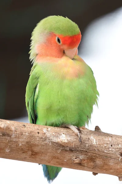 Rossige vogel (agapornis rosiecollis)) — Stockfoto