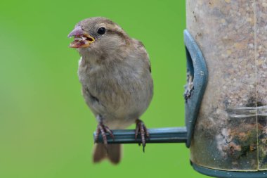 Kuş yemliğinde serçe