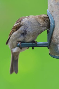 Kuş yemliğinde serçe
