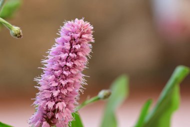 Bistort (bistorta offcinalis)
