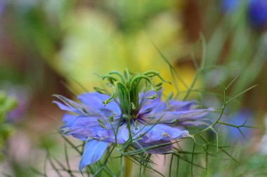 Çalı çiçeğindeki şeytan (Nigella Damascena)