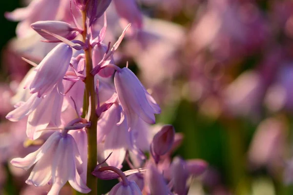 Spanish bluebells (hyacinthoides hispanica) — стокове фото