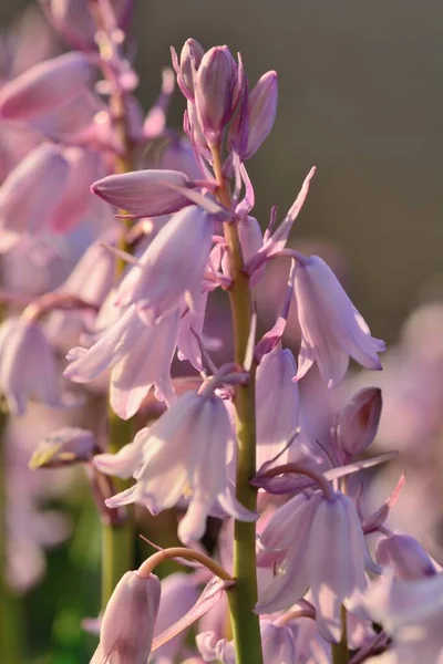 Spaanse bluebells (hyacinthoides hispanica) — Stockfoto