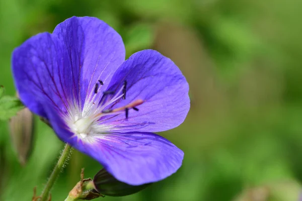 Makro Strzał Geranium Rozkwicie — Zdjęcie stockowe