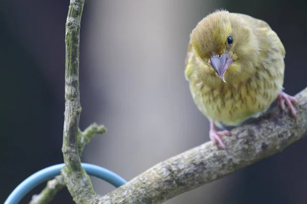 Greenfinch (Chloris) — Stock fotografie