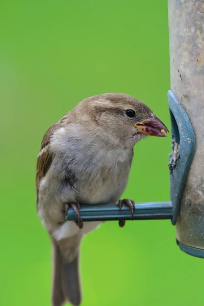 Wróbel na karmniku dla ptaków — Zdjęcie stockowe