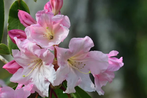 Rododendros rosa — Fotografia de Stock