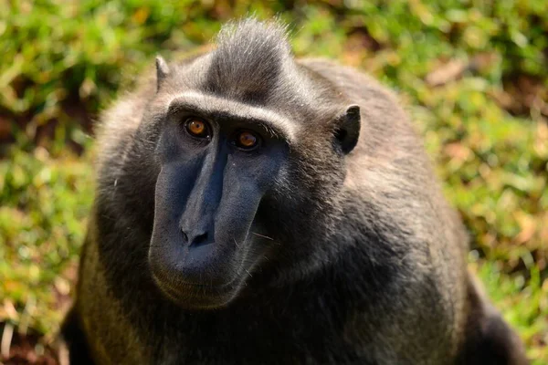Celebes creed macaque (Macaca nigra) — стокове фото