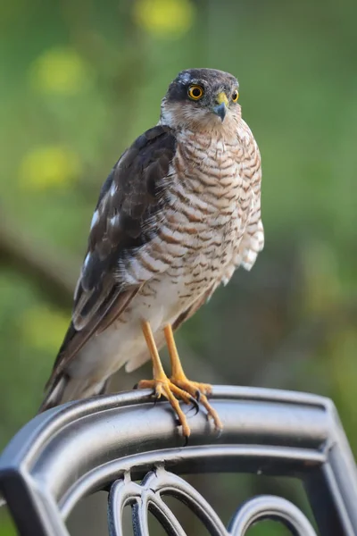 Épervier d'Eurasie (Accipiter nisus ) — Photo