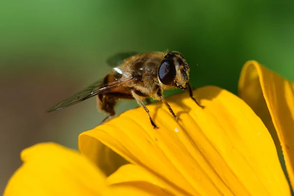 Bee on a yellow flower Stock Photo