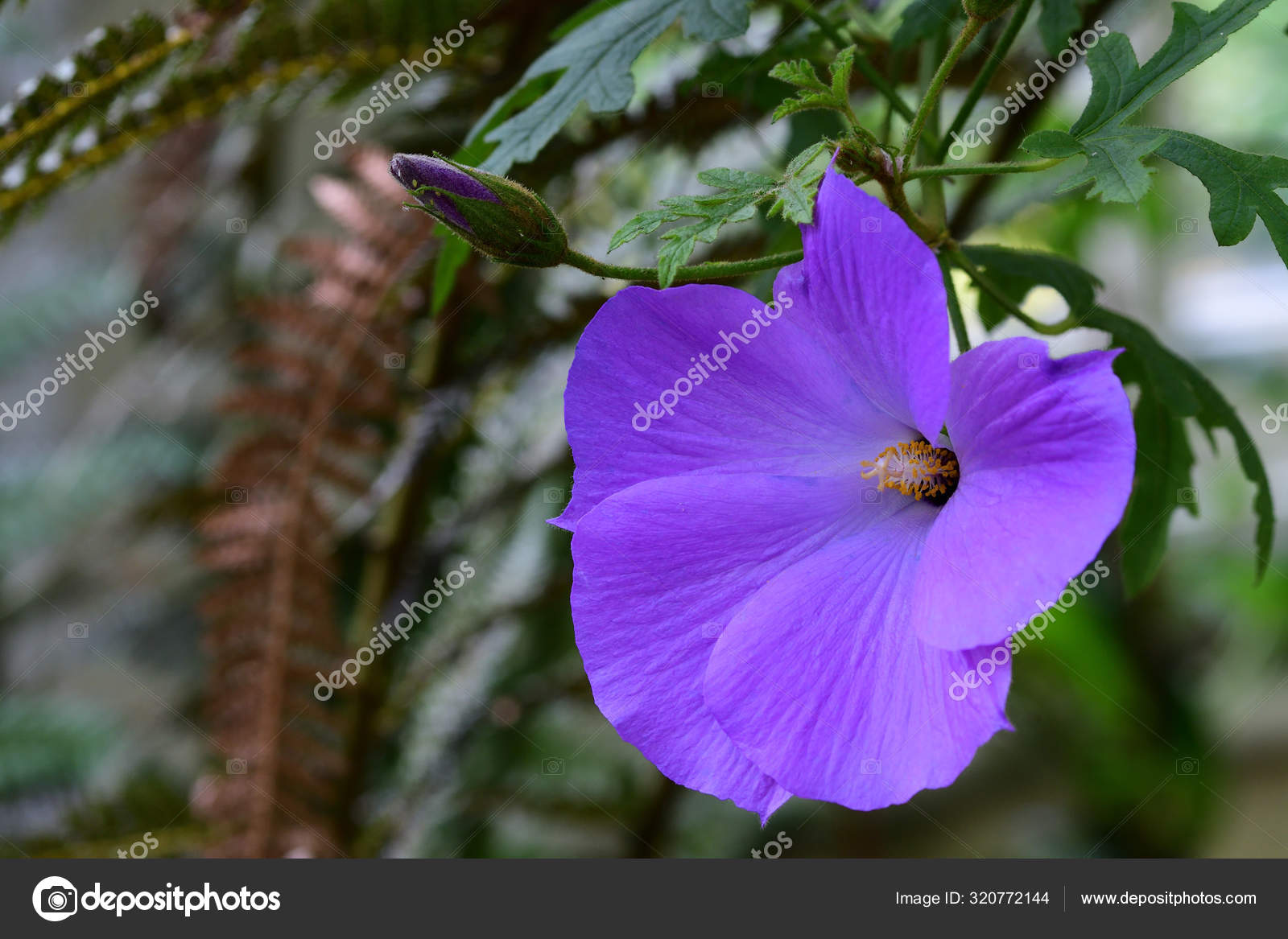 Lilac Hibiscus Stock Photo C Tommeaker26 Gmail Com