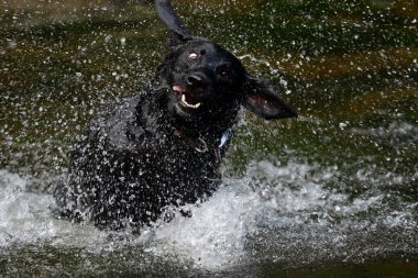 Sudaki Kara Labrador