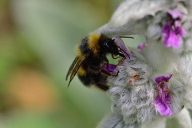 Tüylü bir çalılık üzerinde arı (Stachys byzantina)