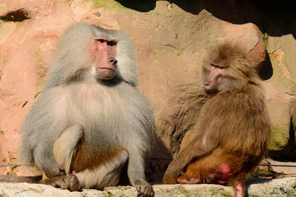 Hamadryas bavianen (papio hamadryas) — Stockfoto