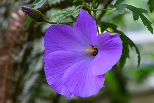 Hibisco lila -- — Foto de Stock