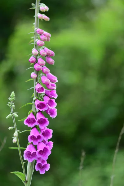 Luva de raposa comum (Digitalis purpurea ) — Fotografia de Stock