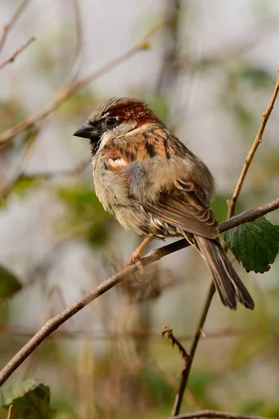 Sparrow portrait — Stock Photo, Image