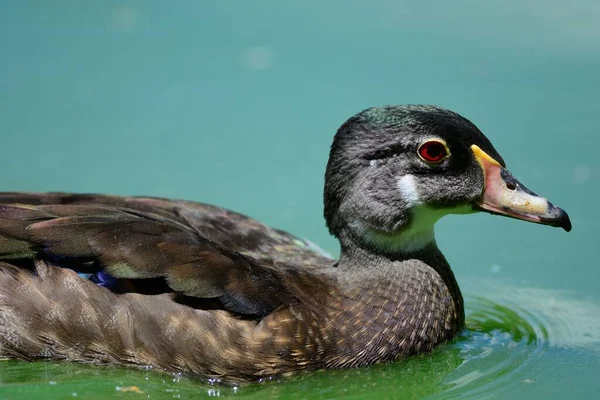 Pato de madera macho (Aix sponsa ) —  Fotos de Stock