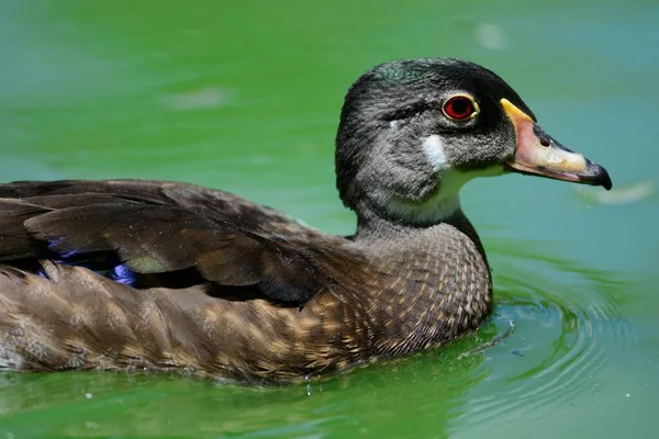 Pato de madera macho (Aix sponsa ) — Foto de Stock