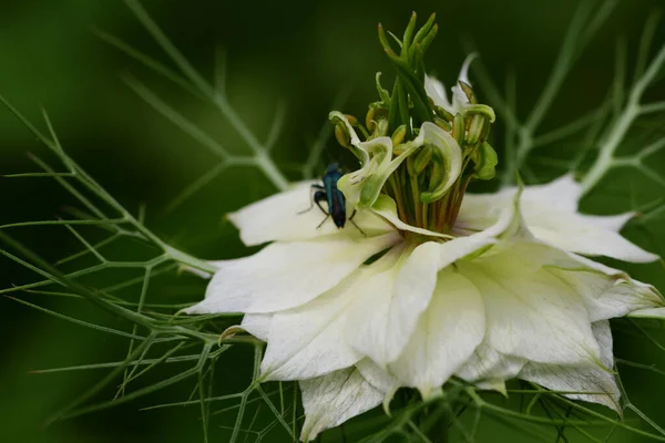 Ördög a bokorban (Nigella damascena) — Stock Fotó