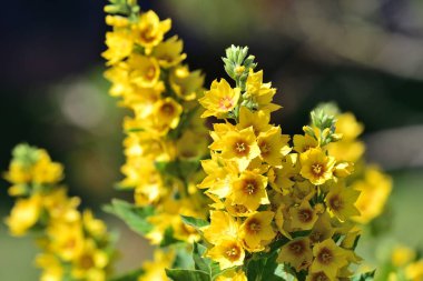 Noktalı loosestrife (Lysimachia punctata)