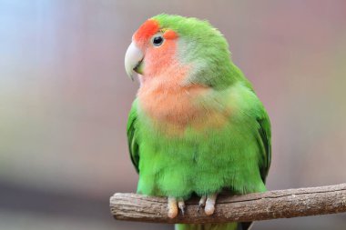 Gül yüzlü aşk kuşu (agapornis roseicollis)