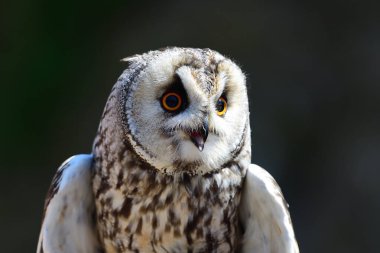 uzun kulaklı baykuş (ASIO otus)