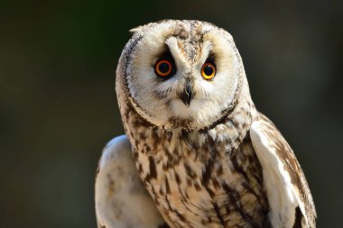uzun kulaklı baykuş (ASIO otus)