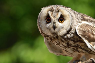 uzun kulaklı baykuş (ASIO otus)
