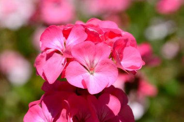 pembe sardunyalar