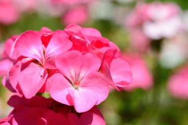 pembe sardunyalar