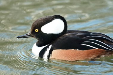 Kukuletalı Merganser (lophoditler guguk kuşu)