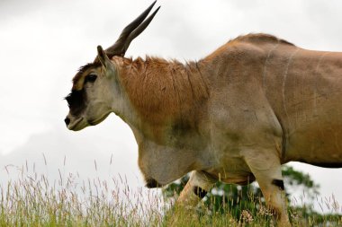 Eland (Taurotragus Afrika antilobu)