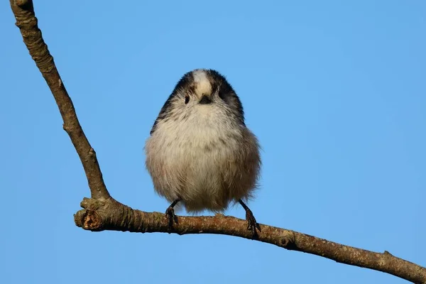 Довга хвоста синиця ( aegithalo caudatus ) — стокове фото