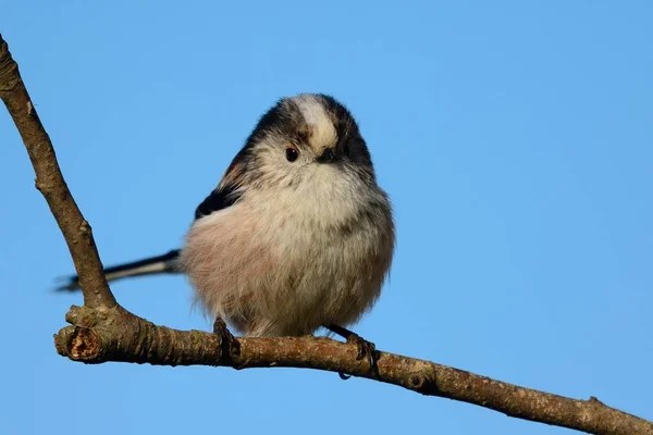 Lange staart mezen (aegithalos caudatus) — Stockfoto