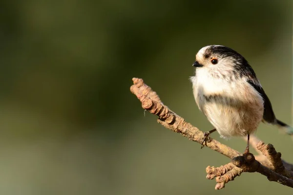 Довга хвоста синиця ( aegithalo caudatus ) — стокове фото