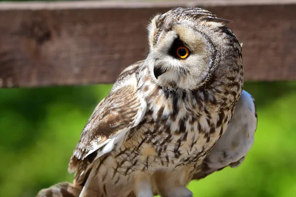 Long eared owl (Asio otus) — Stock Photo, Image