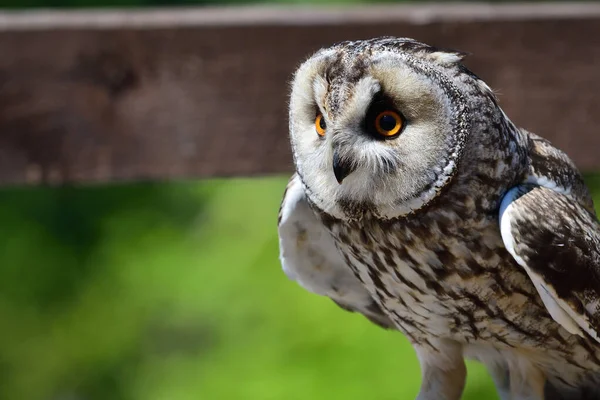 Long eared owl (Asio otus) — Stock Photo, Image