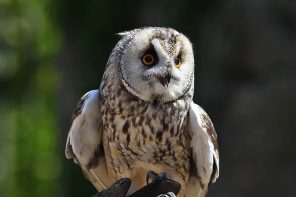 Long eared owl (Asio otus) — Stock Photo, Image