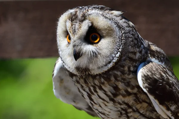 Uzun kulaklı baykuş (ASIO otus) — Stok fotoğraf