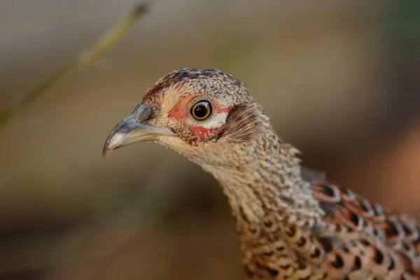 Vanlig fasan (Phasianus colchicus)) — Stockfoto