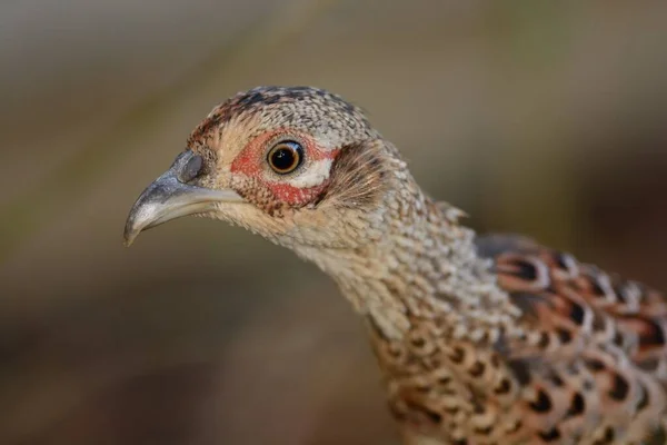 Yaygın sülün (Phasianus colchicus) — Stok fotoğraf