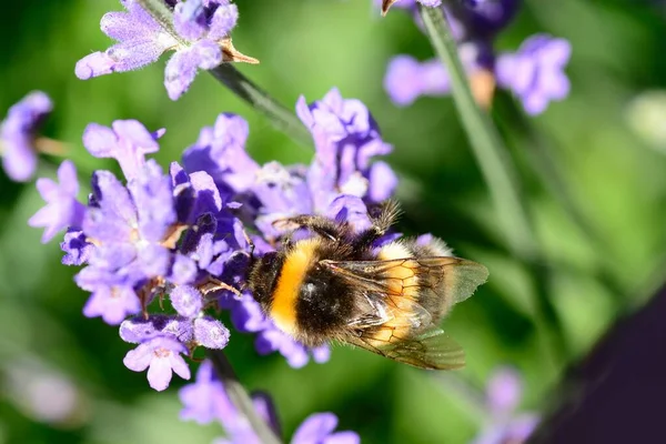 Bi på lavendel blommor — Stockfoto